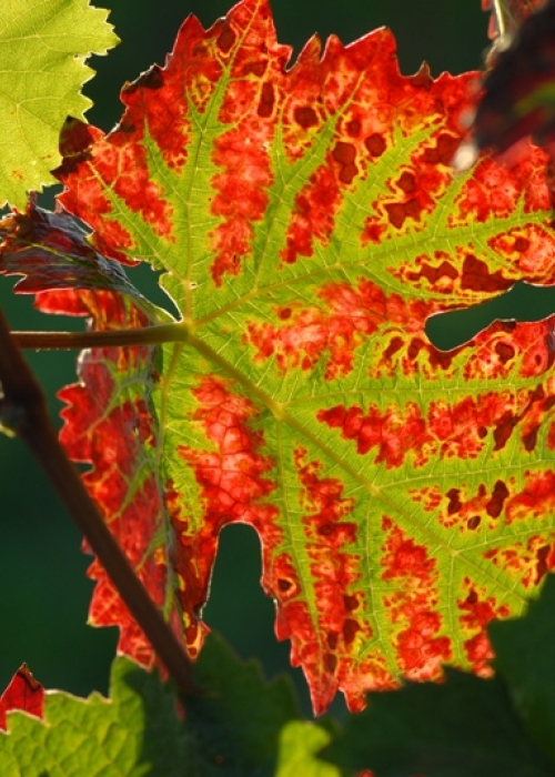 Dornfelder Blatt 3